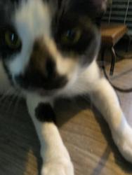 Reunited Male Cat last seen Halldale Ave and 218th St, Torrance, CA 90501