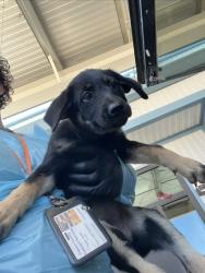 Shelter Stray Female Dog last seen Peter Ave & Holbrook Ave, Reedley Zone Fresno CO 4 93654, CA, 1510 W Dan Ronquillo Dr, Fresno, CA 93706, USA