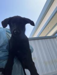 Shelter Stray Female Dog last seen Peter Ave & Holbrook Ave, Reedley Zone Fresno CO 4 93654, CA, 1510 W Dan Ronquillo Dr, Fresno, CA 93706, USA