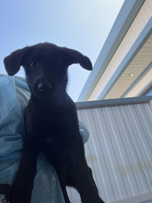 Shelter Stray Female Dog last seen Peter Ave & Holbrook Ave, Reedley Zone Fresno CO 4 93654, CA, 1510 W Dan Ronquillo Dr, Fresno, CA 93706, USA