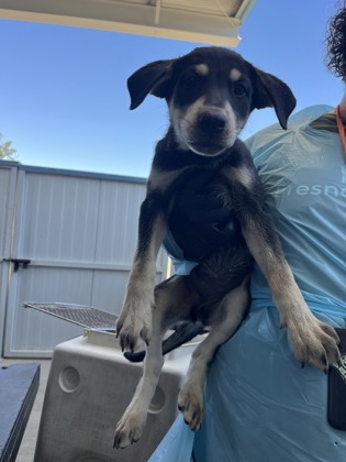 Shelter Stray Female Dog last seen Peter Ave & Holbrook Ave, Reedley Zone Fresno CO 4 93654, CA, 1510 W Dan Ronquillo Dr, Fresno, CA 93706, USA