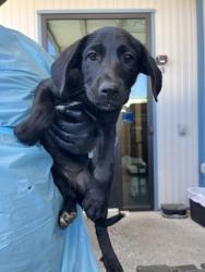 Shelter Stray Female Dog last seen Peter Ave & Holbrook Ave, Reedley Zone Fresno CO 4 93654, CA, 1510 W Dan Ronquillo Dr, Fresno, CA 93706, USA