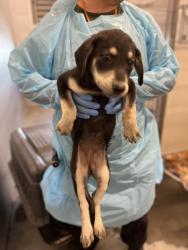 Shelter Stray Female Dog last seen Peter Ave & Holbrook Ave, Reedley Zone Fresno CO 4 93654, CA, 1510 W Dan Ronquillo Dr, Fresno, CA 93706, USA