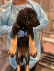 Shelter Stray Male Dog last seen Peter Ave & Holbrook Ave, Reedley Zone Fresno CO 4 93654, CA, 1510 W Dan Ronquillo Dr, Fresno, CA 93706, USA