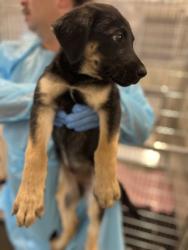 Shelter Stray Female Dog last seen Peter Ave & Holbrook Ave, Reedley Zone Fresno CO 4 93654, CA, 1510 W Dan Ronquillo Dr, Fresno, CA 93706, USA