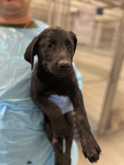 Shelter Stray Female Dog last seen Peter Ave & Holbrook Ave, Reedley Zone Fresno CO 4 93654, CA, 1510 W Dan Ronquillo Dr, Fresno, CA 93706, USA