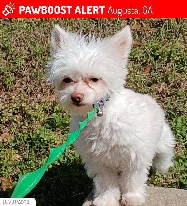 Lost Male Dog last seen Bunddalo rd, Augusta, GA 30906