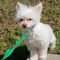 Lost Male Dog last seen Bunddalo rd, Augusta, GA 30906