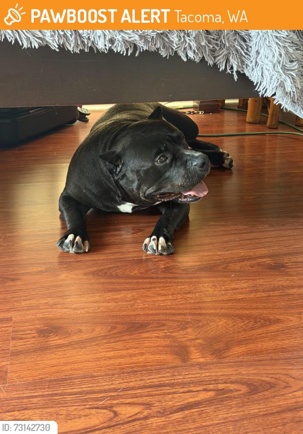 Found/Stray Female Dog last seen He was running in the middle of the street between S. Tacoma Ave. and S. 21st St., Tacoma, WA 98405