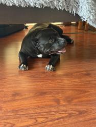 Found/Stray Female Dog last seen He was running in the middle of the street between S. Tacoma Ave. and S. 21st St., Tacoma, WA 98405