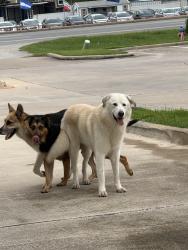 Found/Stray Unknown Dog last seen Near Tropical Smoothie, Houston, TX 77083