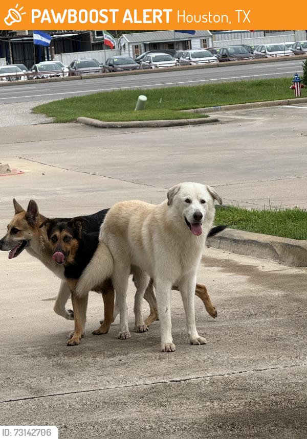 Found/Stray Unknown Dog last seen Near Tropical Smoothie, Houston, TX 77083