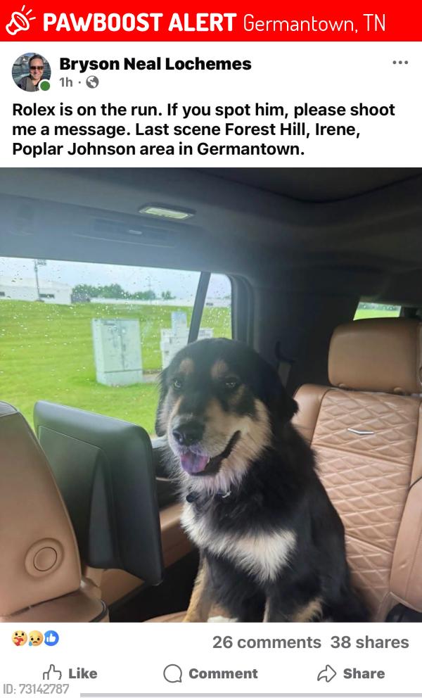 Lost Male Dog last seen Forest hill irene, Germantown, TN 38139