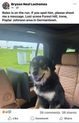 Lost Male Dog last seen Forest hill irene, Germantown, TN 38139