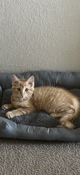 Lost Female Cat last seen Lucia St, Antigua, and Valencia, Odessa, TX 79766