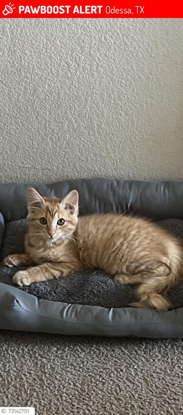 Lost Female Cat last seen Lucia St, Antigua, and Valencia, Odessa, TX 79766