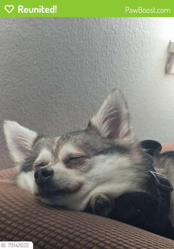 Reunited Unknown Dog last seen Harbor blvd and Newport blvd, Costa Mesa, CA 92627