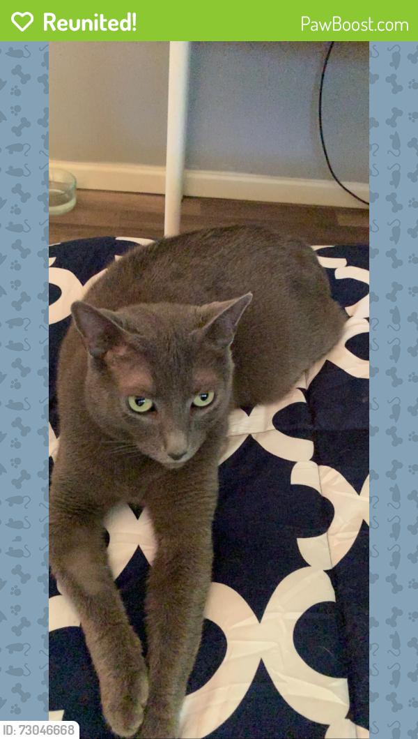 Reunited Male Cat last seen At the hse, Fort Lauderdale, FL 33311
