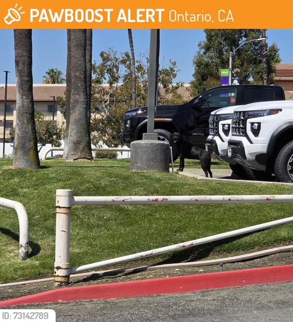 Found/Stray Unknown Dog last seen Mark Christopher Chevrolet, Ontario, CA 91764