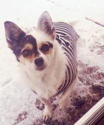 Reunited Female Dog last seen Near Jade Park Avenue 87109, Albuquerque, NM 87109