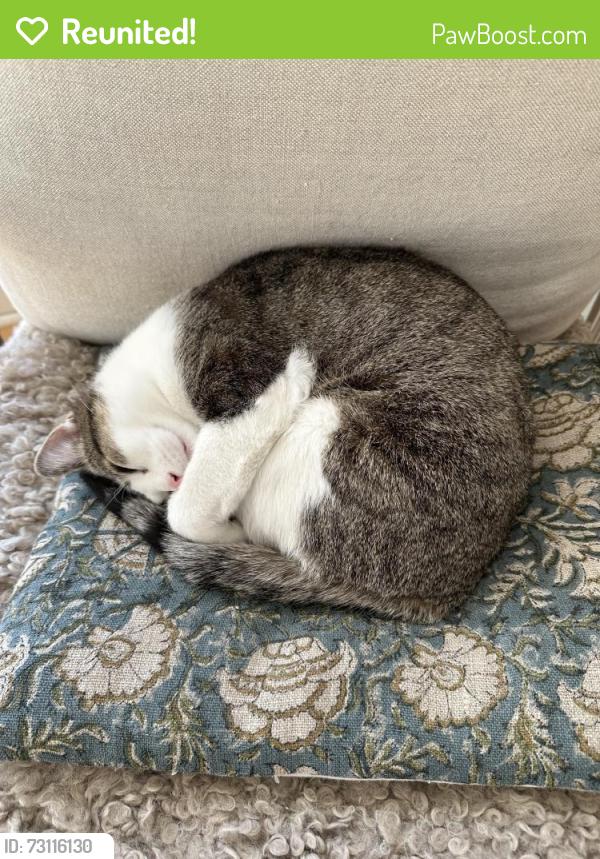Reunited Female Cat last seen Vincent avenue south and 46th street, Minneapolis, MN 55410