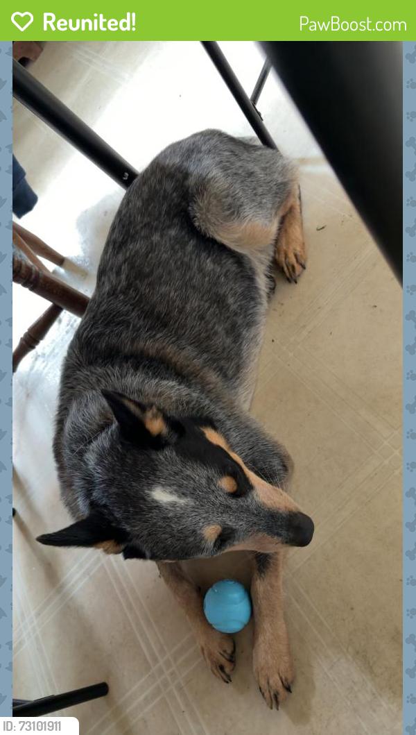 Reunited Male Dog last seen 26 mile road and v drive, Homer, MI 49245