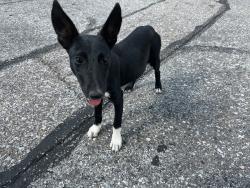 Reunited Female Dog last seen N David St, Wichita, KS 67212