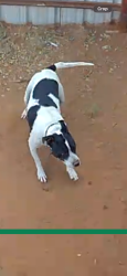 Reunited Female Dog last seen Park and Cunningham, Midland, TX 79703