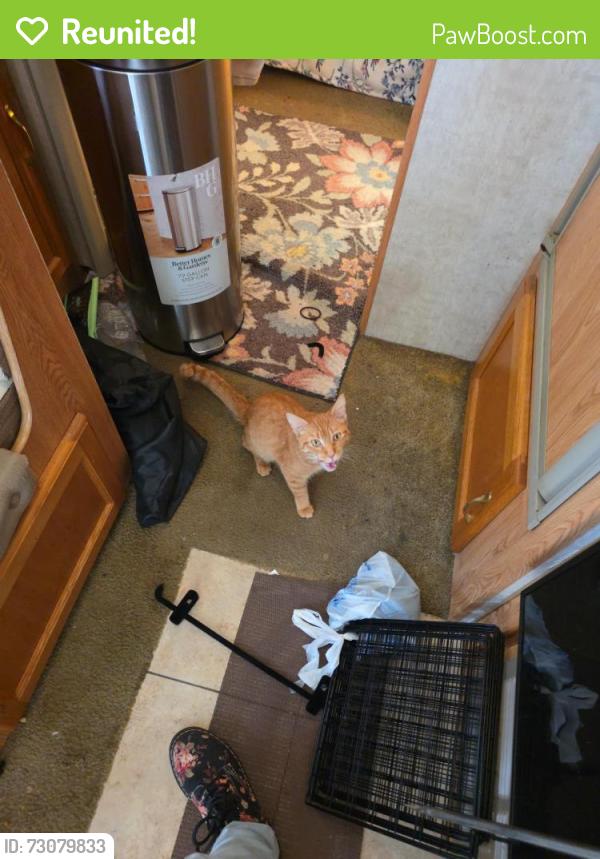 Reunited Female Cat last seen Cr2075, Blanchard, OK 73010