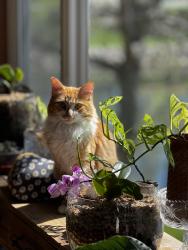 Reunited Male Cat last seen Yancy ct. NE, Minneapolis, MN 55449
