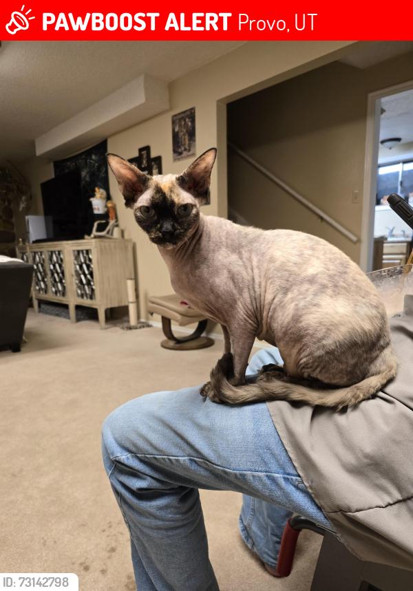 Lost Female Cat last seen Near N by the maverick in provo off the center street east exit, Provo, UT 84601