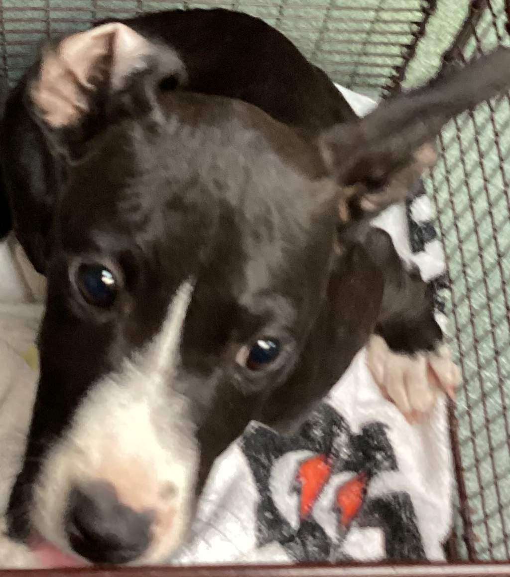Shelter Stray Female Dog last seen Country Living Way, ZEBULON, NC, 27597, 820 Beacon Lake Dr, Raleigh, NC 27610, USA