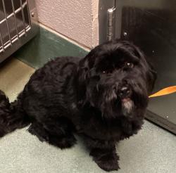 Shelter Stray Male Dog last seen GB Alford Highway and South Main street, HOLLY SPRINGS, NC, 27540, 820 Beacon Lake Dr, Raleigh, NC 27610, USA