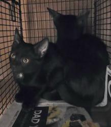 Shelter Stray Male Cat last seen Near Maye Place, AUSTIN, TX, 78728, 7201 Levander Loop bldg a, Austin, TX 78702, USA