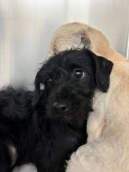 Shelter Stray Male Dog last seen Near Bear Paw Trail, DEL VALLE, TX, 78617, 7201 Levander Loop bldg a, Austin, TX 78702, USA