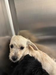 Shelter Stray Female Dog last seen Near Bear Paw Trail, DEL VALLE, TX, 78617, 7201 Levander Loop bldg a, Austin, TX 78702, USA