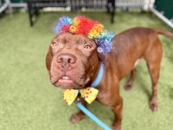 Shelter Stray Male Dog last seen E 170th Street, BRONX, NY, 10457, 326 E 110th St, New York, NY 10029, USA