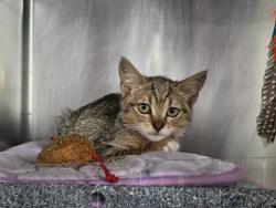 Shelter Stray Female Cat last seen Near W 140th Street, NEW YORK, NY, 10030, 326 E 110th St, New York, NY 10029, USA