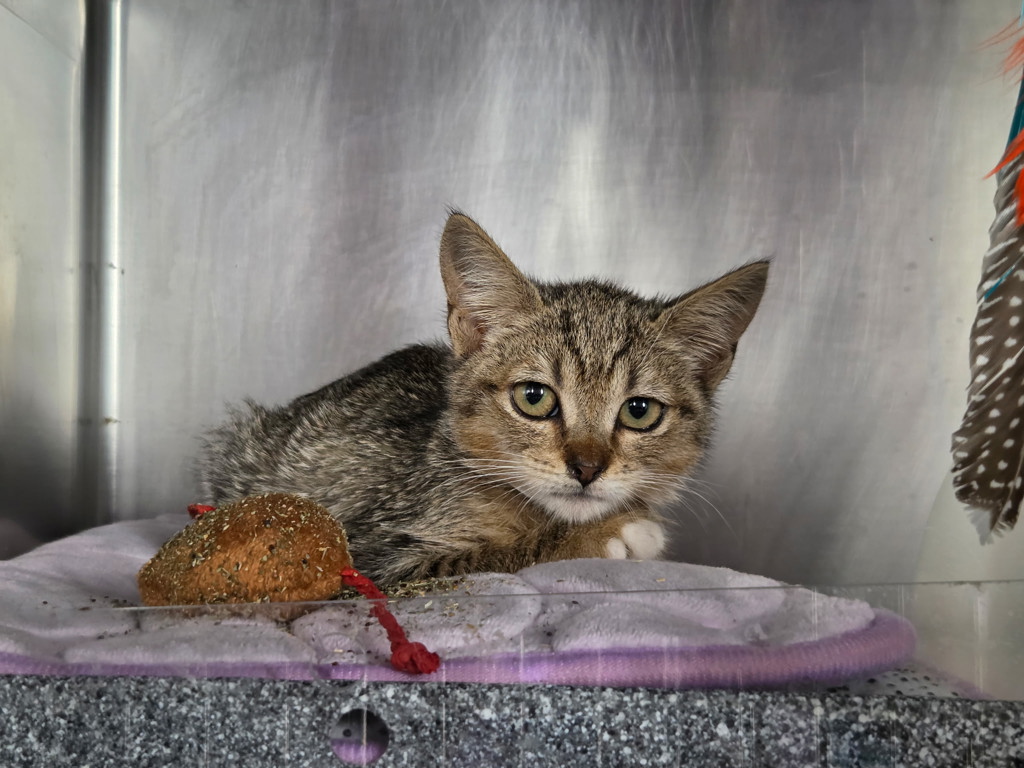 Shelter Stray Female Cat last seen Near W 140th Street, NEW YORK, NY, 10030, 326 E 110th St, New York, NY 10029, USA