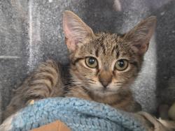 Shelter Stray Female Cat last seen Near W 140th Street, NEW YORK, NY, 10030, 326 E 110th St, New York, NY 10029, USA