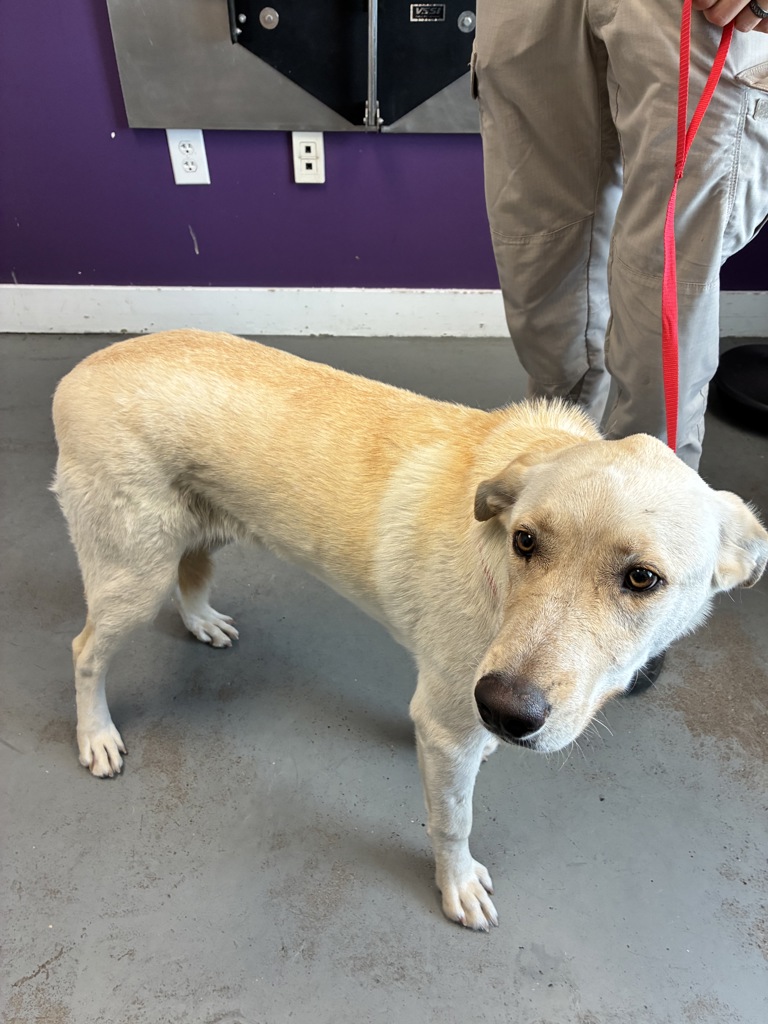 Shelter Stray Male Dog last seen porter rockwell blvd x redwood rd, Bluffdale, UT, 84065, 511 W 3900 S, Salt Lake City, UT 84123, USA