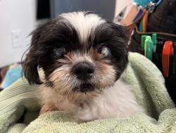 Shelter Stray Female Dog last seen Near E 110 Street, NEW YORK, NY, 10029, 326 E 110th St, New York, NY 10029, USA