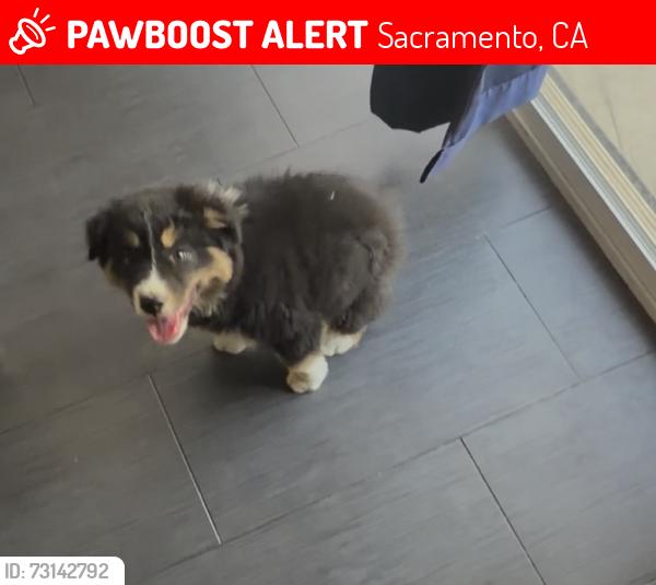 Lost Female Dog last seen El paraiso, Sacramento, CA 95824