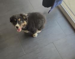 Lost Female Dog last seen El paraiso, Sacramento, CA 95824