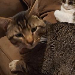 Lost Male Cat last seen South banks rd, Long Lake, WA 99034