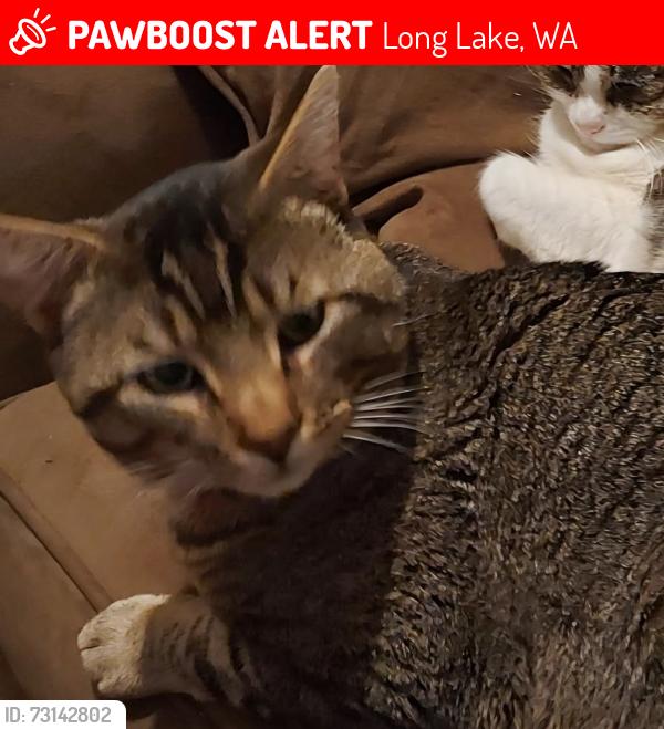 Lost Male Cat last seen South banks rd, Long Lake, WA 99034