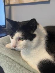 Lost Male Cat last seen White St & CenterSt, Vernon, CT 06066