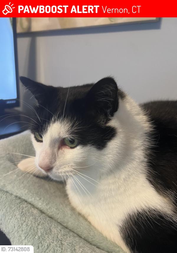 Lost Male Cat last seen White St & CenterSt, Vernon, CT 06066