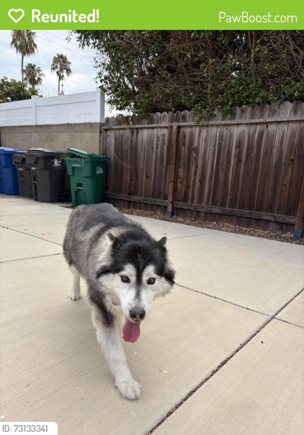 Reunited Female Dog last seen Bixby and Gaviota, Long Beach, CA 90807