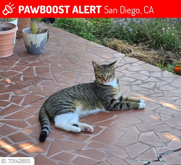 Lost Male Cat last seen Pacifica and San Anselmo, San Diego, CA 92109